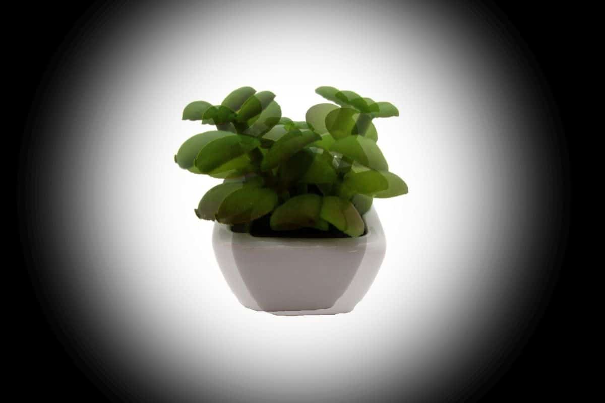 ماهو انحراف العين