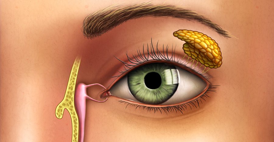 القناة الدمعية .. التشريح والوظيفة والحالات الشائعة