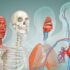 جسم الانسان من الداخل ثلاثي الابعاد